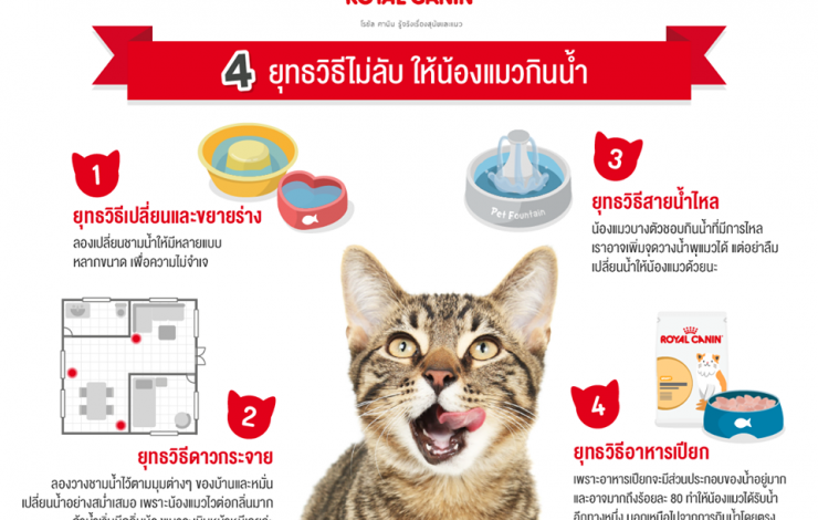4 วิธีไม่ลับ ให้น้องแมวกินน้ำ